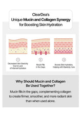 An informational graphic for ClearDea's Unique Mucin and Collagen Synergy, featuring three illustrated skin cross-section diagrams explaining how mucin fills gaps and boosts skin hydration, with explanatory text below.