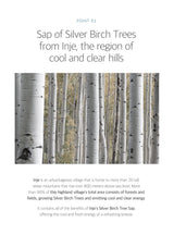 Silver birch trees with text about Inje, a region of cool and clear hills.