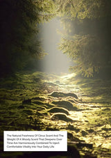 Sunlight filtering through a forest, creating a serene and natural atmosphere.