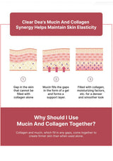 Diagram explaining mucin and collagen synergy for skin elasticity with text on a red and white background.