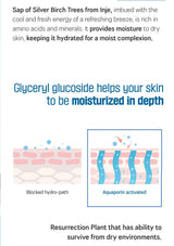 Text and diagram about silver birch tree sap's moisturizing properties on a white background