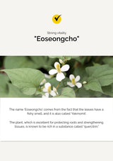 Floral plant with text about 'Eoseongcho' and its properties.