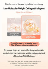 Comparison of high molecular weight collagen and low molecular weight collagen with text explaining their differences.