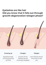 Diagram of eyelash growth phases with text explaining the lifecycle of eyelashes.