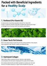 An informational graphic for a scalp-care product with the headline 'Packed with Beneficial Ingredients for a Healthy Scalp.' It lists three key ingredients: Panthenol (Pro-Vitamin B5), Green Tea & Fish Extracts, and Hydrolyzed Collagen, each accompanied by a small ingredient photo and descriptive text.