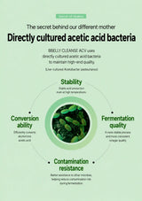 A green marketing infographic for BBELY CLEANSE ACV, featuring text about directly cultivated acetic acid bacteria and a central circular graphic of green bacteria cells, with labels for stability, conversion ability, fermentation quality, and contamination resistance.