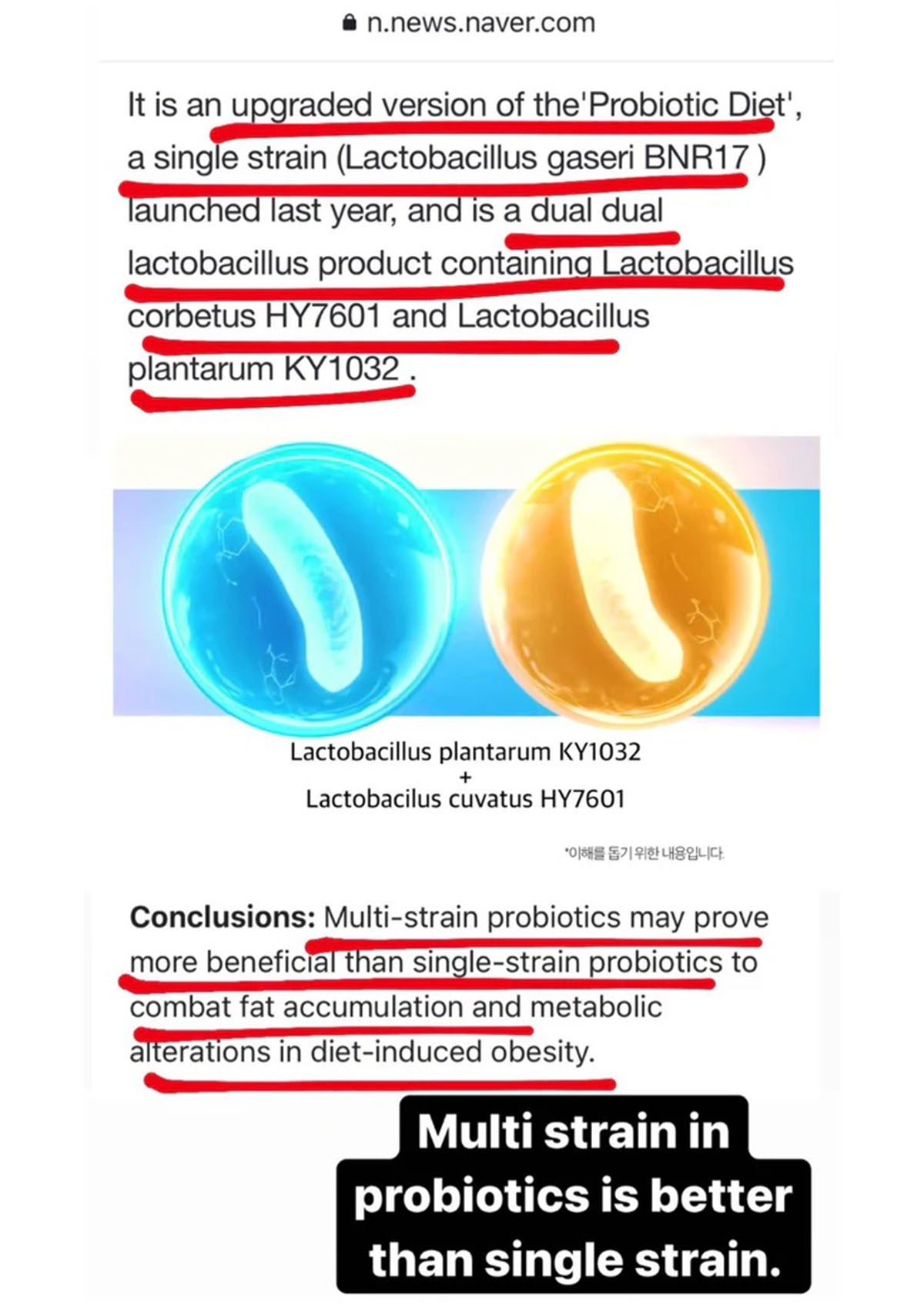 A text-heavy promotional graphic about probiotic bacteria, with red underlines highlighting key phrases and two oval bacterial illustrations in blue and gold. The bottom has a black text box reading 'Multi strain in probiotics is better than single strain.