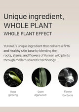 Advertisement for YUNJAC's unique ingredient blend of root ginseng, stem agarwood, and flower gardenia with text on a beige background.