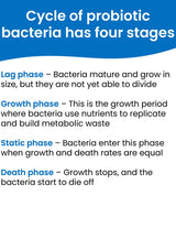 An informational graphic titled 'Cycle of probiotic bacteria has four stages' with a blue header and white background. It outlines four phases: Lag phase, Growth phase, Static phase, and Death phase, with brief descriptions for each.