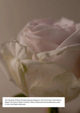 Close-up of a pink rose with a descriptive text overlay on a blurred background