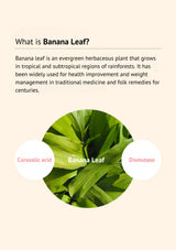 Banana leaf with text about its uses and properties on a beige background