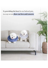 Two dogs wearing collars on a couch with a plant in the background