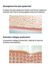 Diagram of skin layers with text about strengthening the skin epidermis and activating collagen production.