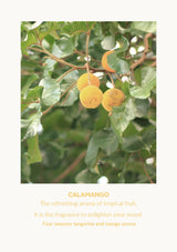 BODYLUV Vita Milk cala mango scent photograph and complete fragrance description