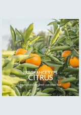 Vita Pure citrus fragrance family