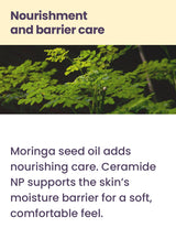 Moringa leaves illustrating Airyfit sunscreen's nourishing moringa seed oil and ceramide moisture care